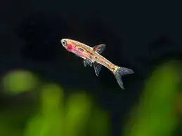 Close-up of Boraras merah with bright red coloration and dark spots