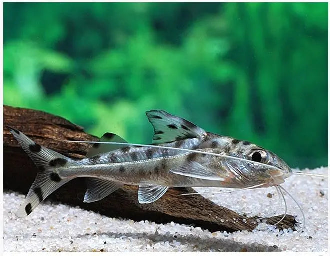 Spotted Pictus Catfish Active Freshwater Schooling Catfish 