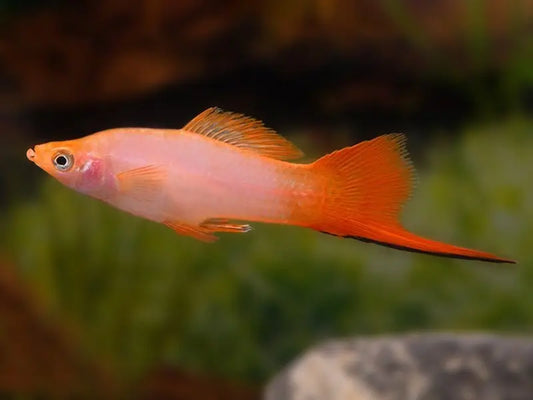 Pink Comet Swordtail – pink and white freshwater livebearer fish with elongated sword tail swimming in a planted aquarium