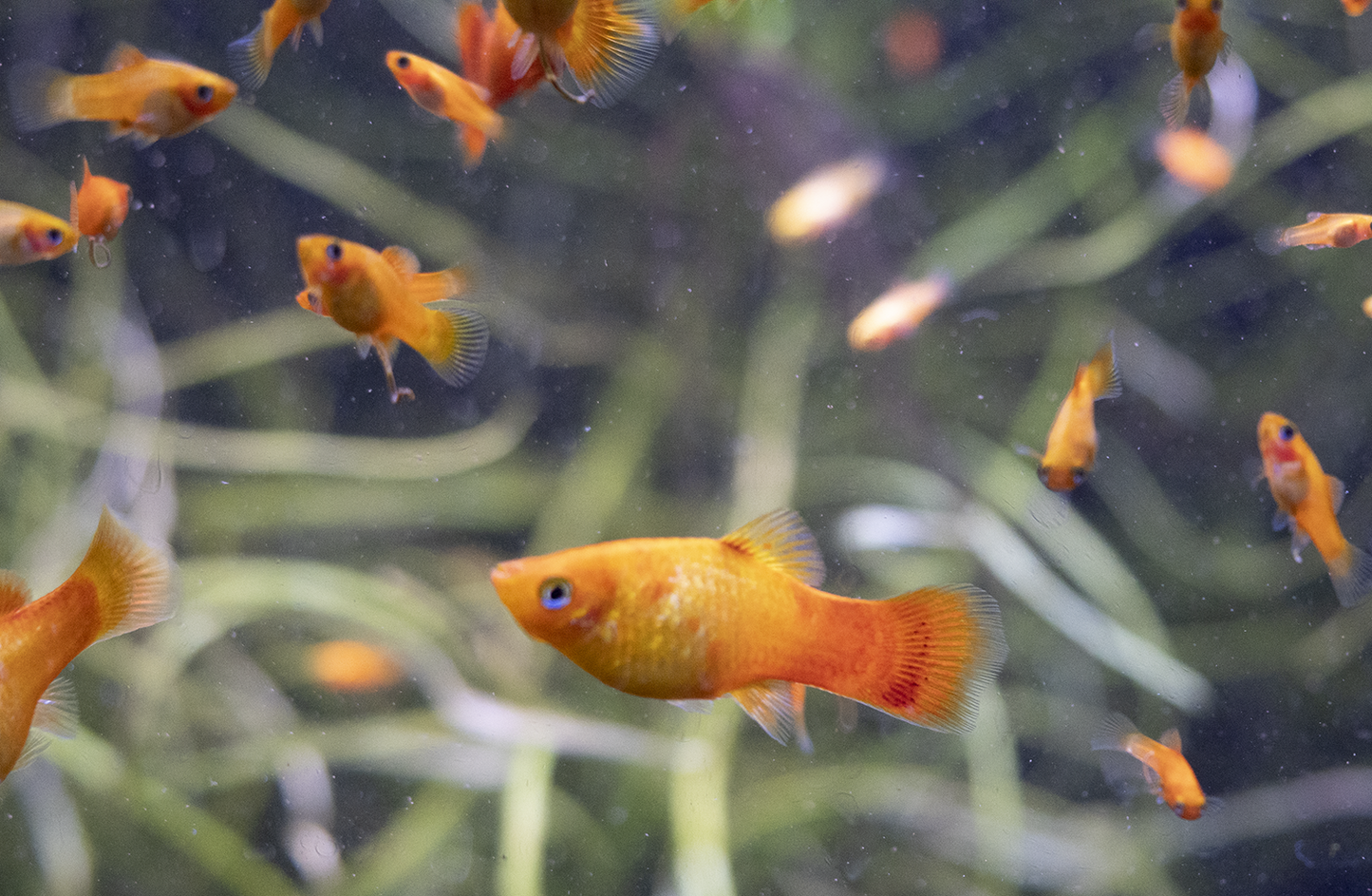 Sunset Platy - 0.5 - 1" Unsexed