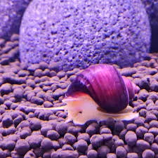 Purple Albino Mystery Snail with purple shell and albino body