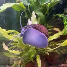 Purple Black Mystery Snail (Pomacea bridgesii) – freshwater snail with dark purple-black shell