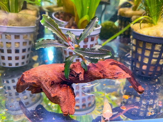 Brownie Ghost on driftwood Tropical Treasures Wyo LLC
