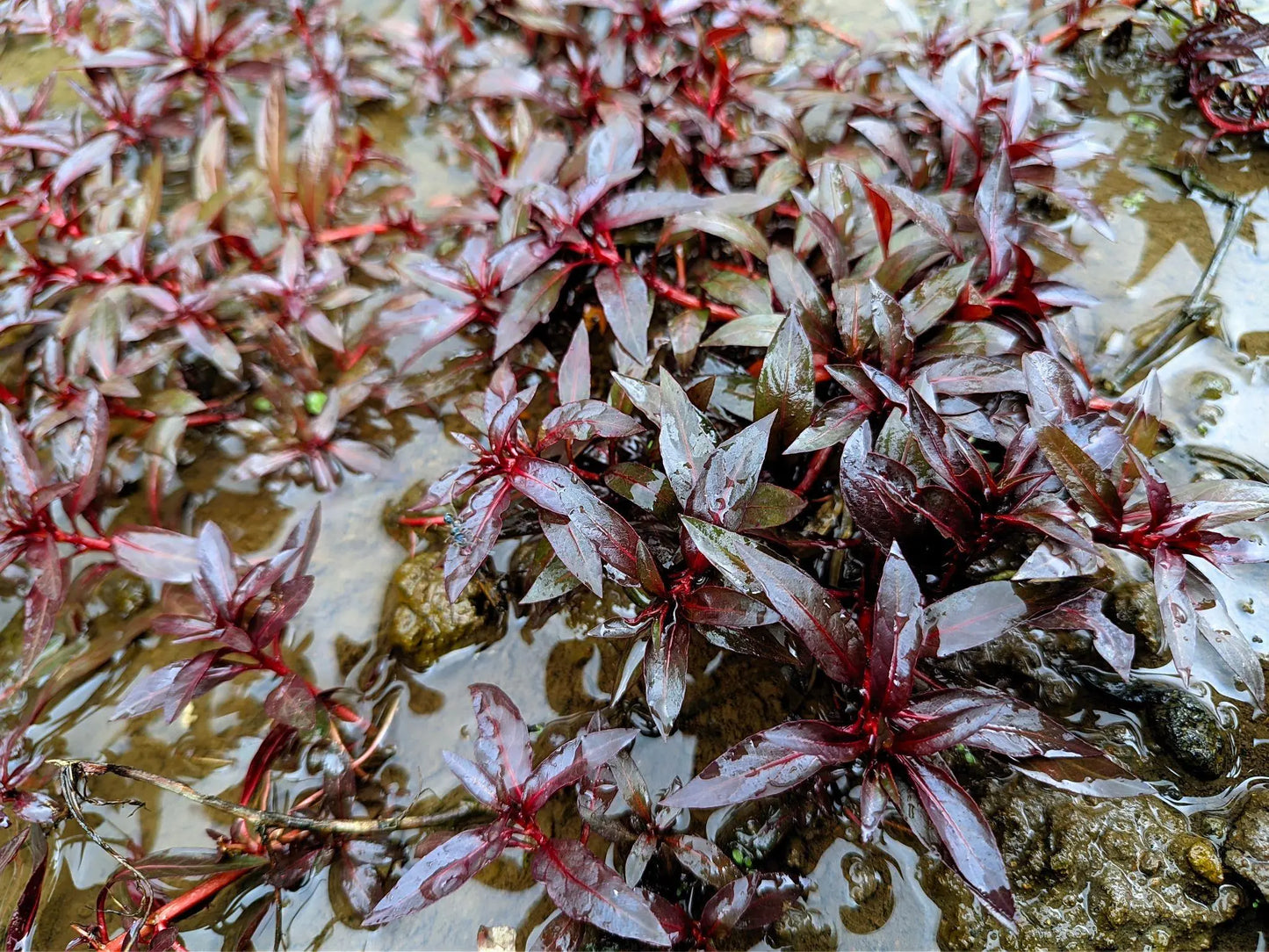 Ludwigia palustris Super Red aquarium plant with deep red stem growth
