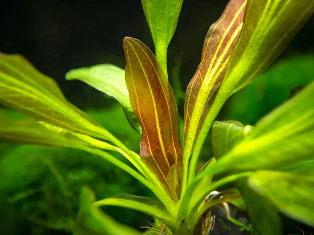 Echinodorus horemanii Red aquarium plant with tall burgundy red sword leaves