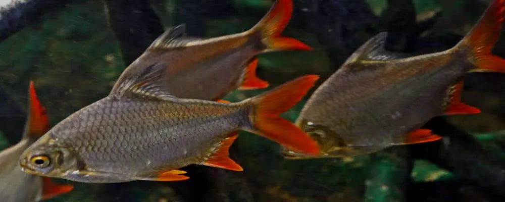 Red Tail Tinfoil Barb Barbonymus schwanenfeldii large freshwater barb with silver body and red tail