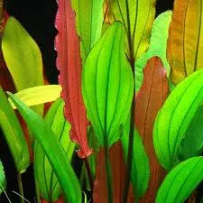 Red Diamond Sword Tropical Treasures Wyo