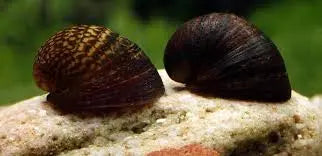 Red Lips Nerite Snail (Neritina natalensis) – freshwater snail with dark shell and distinctive red-orange mouthparts, effective algae eater for planted aquariums.
