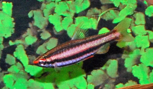 Peruvian Red Pencilfish Tropical Treasures Wyo