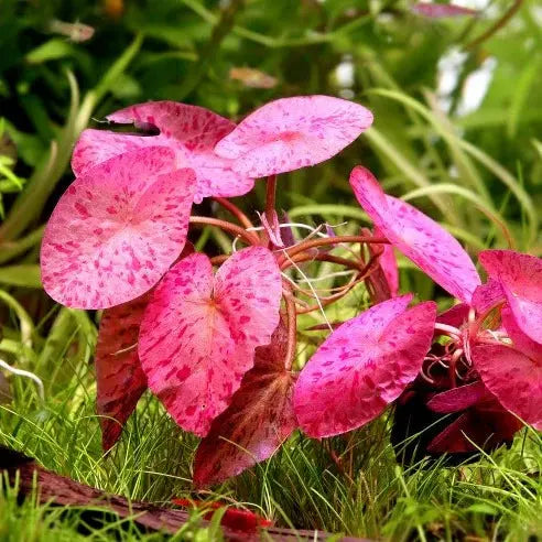 Red Tiger Lotus Tropical Treasures Wyo LLC