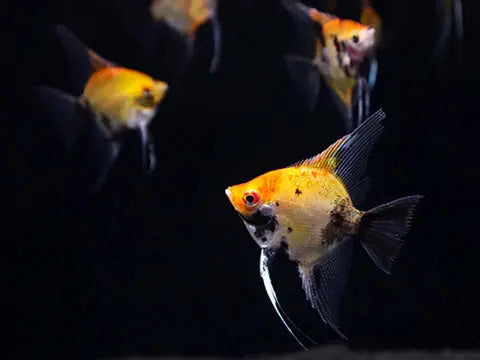 Red Devil Angelfish vibrant red-orange variant in freshwater aquarium