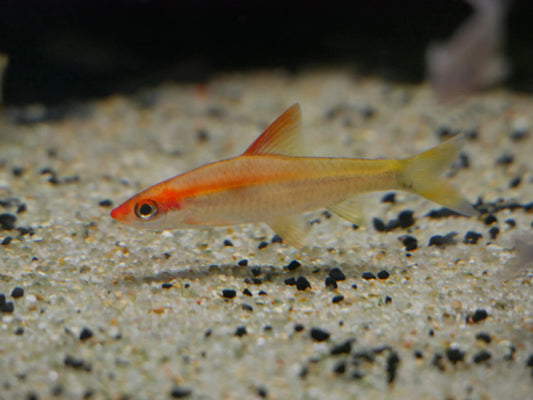 Golden Roseline Shark rare golden Denison Barb in freshwater aquarium