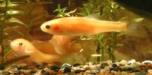 Rosy Red Minnow – small pink-orange schooling fish swimming in a freshwater aquarium