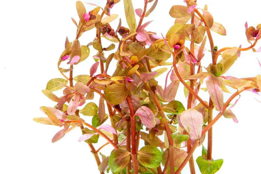 Rotala rotundifolia Tropical Treasures Wyo