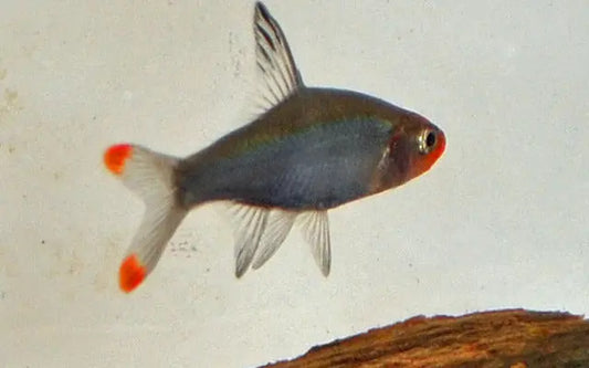 Asian Rummynose Rasbora (Sawbwa resplendens) – rare nano freshwater aquarium fish with bright red nose and silver-blue body in a planted tank.