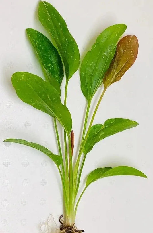 Rose Sparkle Sword Plant Tropical Treasures Wyo LLC
