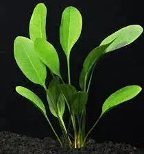 SW Echinodorus ‘Kleiner Bar’ aquarium plant with compact red-bronze leaves, ideal for midground aquascaping