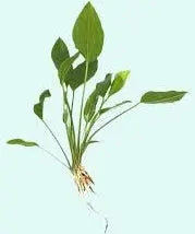 SW Echinodorus grandifolius giant sword aquarium plant with broad green leaves, ideal background plant for large freshwater aquariums.