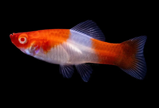 Santa Claus Swordtail red and white variant in freshwater aquarium