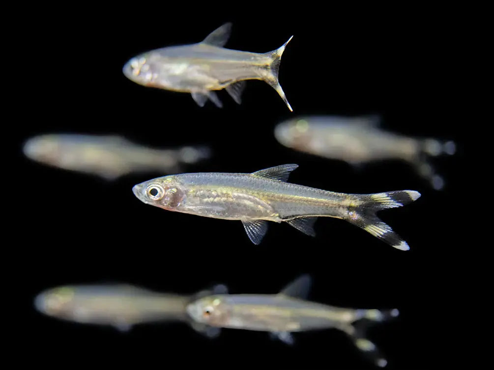 Scissortail Rasbora freshwater fish with forked black-and-white tail