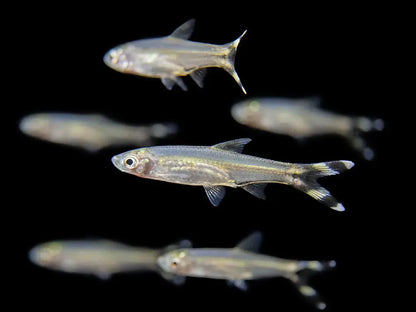 Scissortail Rasbora freshwater fish with forked black-and-white tail