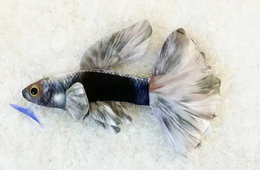 GreenPleco Guppy Onyx Mist Plush – Dark and silver collectible guppy plush made from eco-friendly materials by GreenPleco