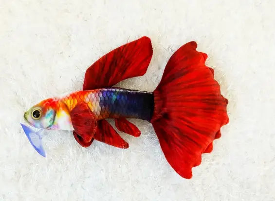 GreenPleco Guppy Inferno Plush – Fiery red and orange collectible guppy plush made from eco-friendly materials by GreenPleco