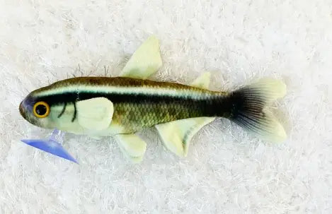 GreenPleco Neon Tetra Black Plush – Black and blue collectible Neon Tetra plush made from eco-friendly materials by GreenPleco