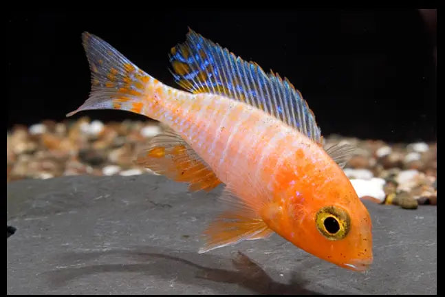 Ruby Crystal Peacock Cichlid colorful African peacock cichlid for Lake Malawi aquariums
