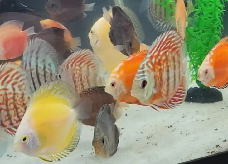 Assorted Discus Fish – Vibrant Symphysodon Fish in Multiple Morphs ...