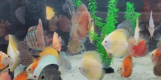 Assorted Discus fish – various vibrant color morphs of Symphysodon species swimming in a lush aquascaped freshwater aquarium.