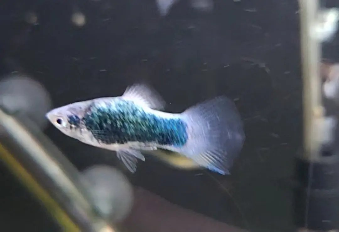 Green Lantern Platy (Xiphophorus maculatus) – metallic green-blue livebearer fish swimming among plants in a freshwater community aquarium