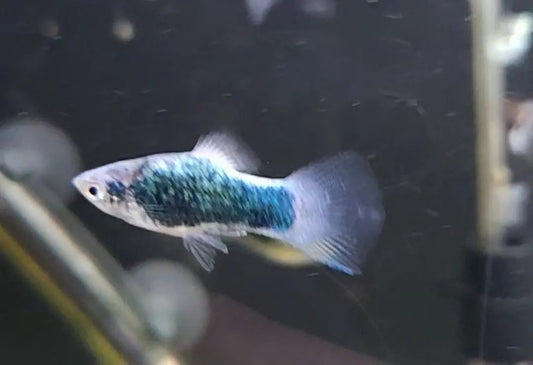 Green Lantern Platy (Xiphophorus maculatus) – metallic green-blue livebearer fish swimming among plants in a freshwater community aquarium