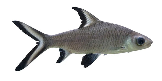 Bala Shark (Balantiocheilos melanopterus), a silver freshwater fish with black-edged fins