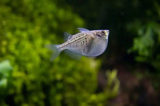 Close-up of Gasteropelecus sternicla showing silver metallic scales