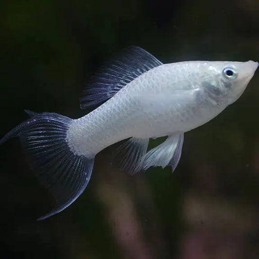 Silver Lyretail Molly (Poecilia latipinna) – elegant freshwater livebearer fish with shimmering silver body and lyre-shaped tail, ideal for community or brackish aquariums.