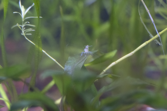 Snowball White Neocaridina Shrimp