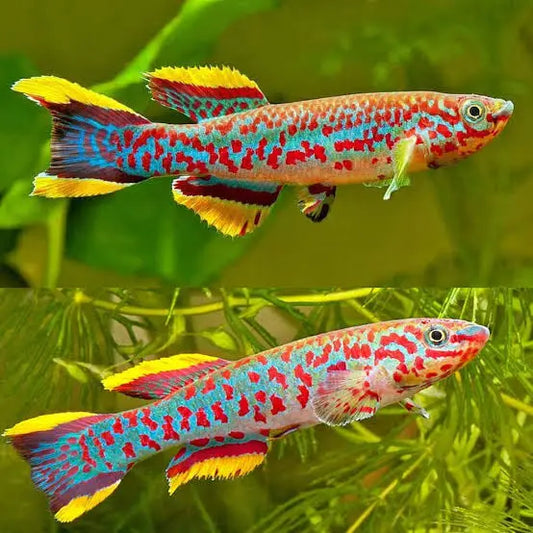 Steel-Blue Killifish (Fundulopanchax gardneri) – iridescent blue freshwater killifish with red spots and flowing fins, swimming in a planted aquarium.