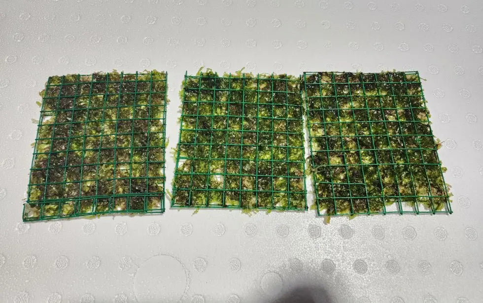 S¼sswassertang attached to a 3 — 3 wire mat, lush green easy-care aquascape carpet plant growing in a freshwater aquarium