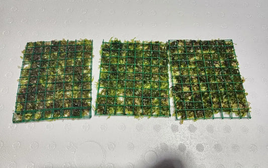 S¼sswassertang attached to a 3 — 3 wire mat, lush green easy-care aquascape carpet plant growing in a freshwater aquarium