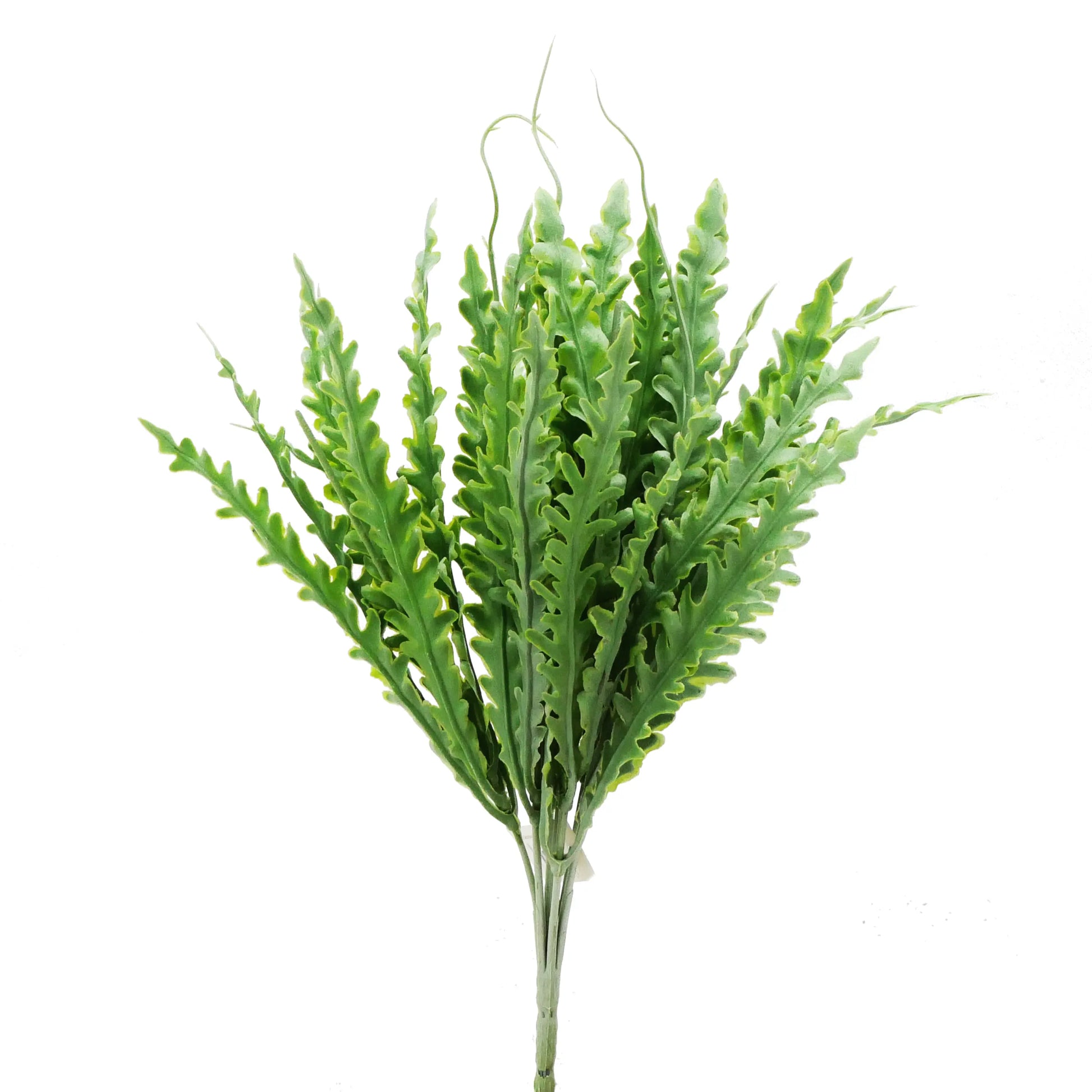 12" Kelp Blade Tideline Naturescapes