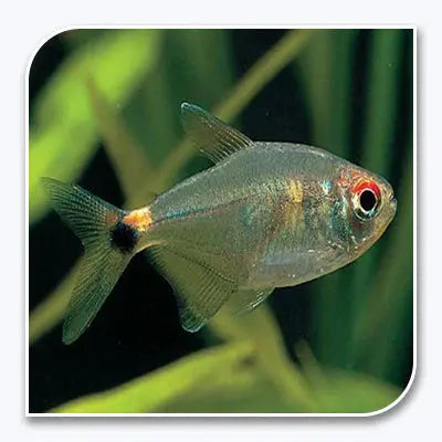 Head and Tail Light Tetra freshwater schooling fish with reflective markings near the head and tail.