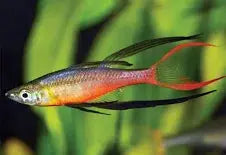 Threadfin Rainbow Tropical Treasures Wyo
