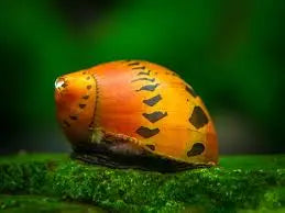 Tiger Nerite Snail (Neritina natalensis) – freshwater snail with orange shell and black tiger-like stripes, effective algae eater for planted aquariums.