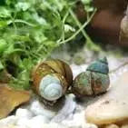 Trapdoor Snail (Viviparus malleatus) – hardy freshwater and pond snail with protective operculum trapdoor, great algae eater and cleanup crew member