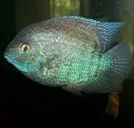 Turquoise Severum (Heros efasciatus) – iridescent turquoise-green South American cichlid swimming in a freshwater aquarium with plants and driftwood.