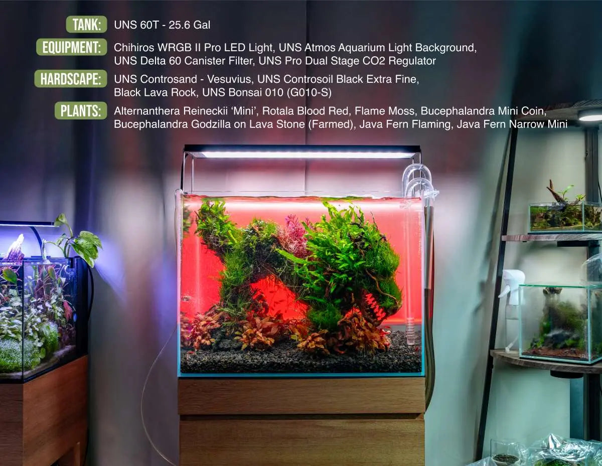 UNS 60T 25.6 gallon tall rimless aquarium in planted display