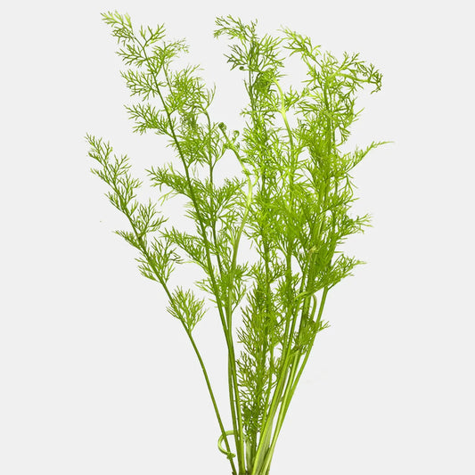 Water Sprite Laceleaf Tropical Treasures Wyo LLC