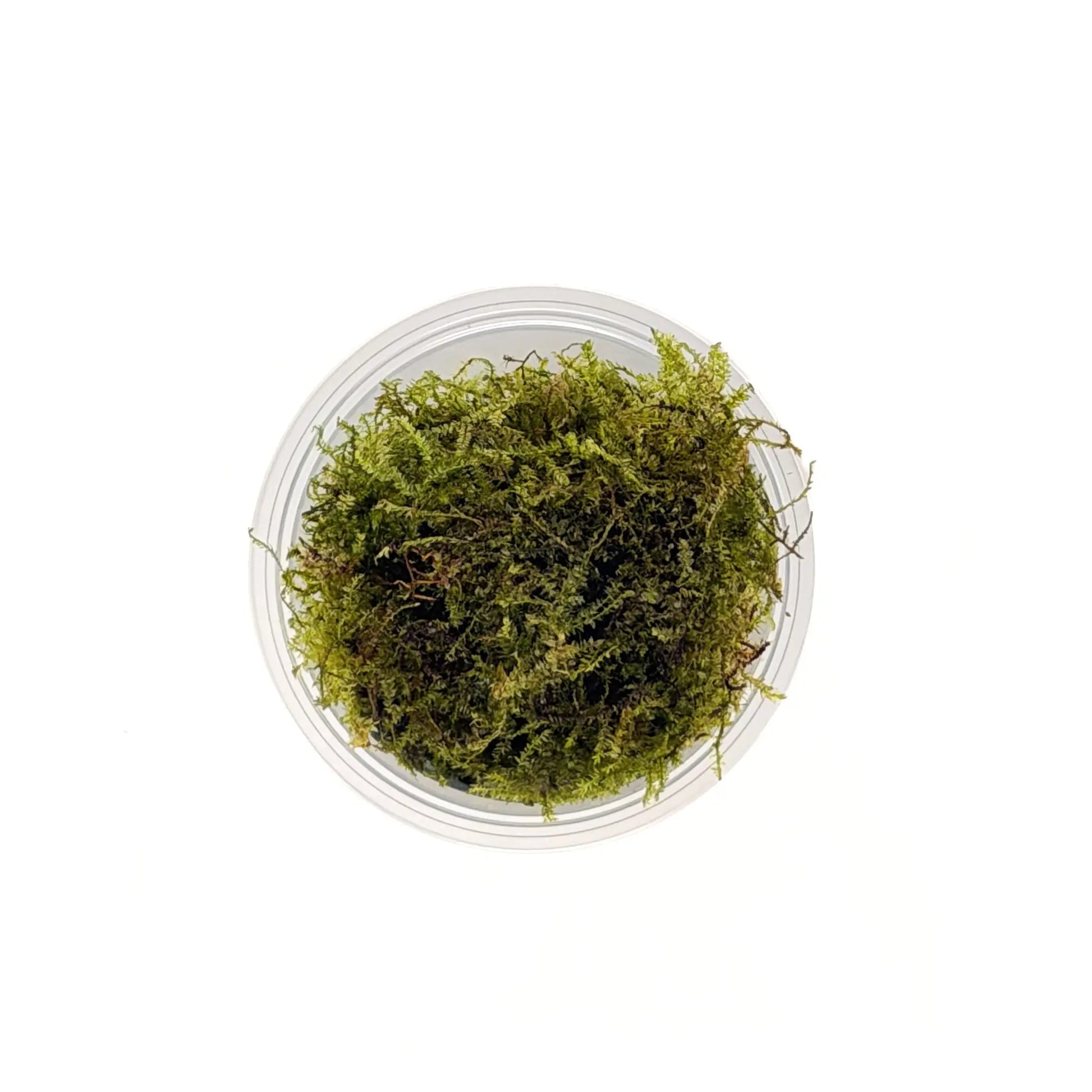 Top view of Weeping Moss (Vesicularia ferrieri) live aquarium plant showing dense cascading green fronds