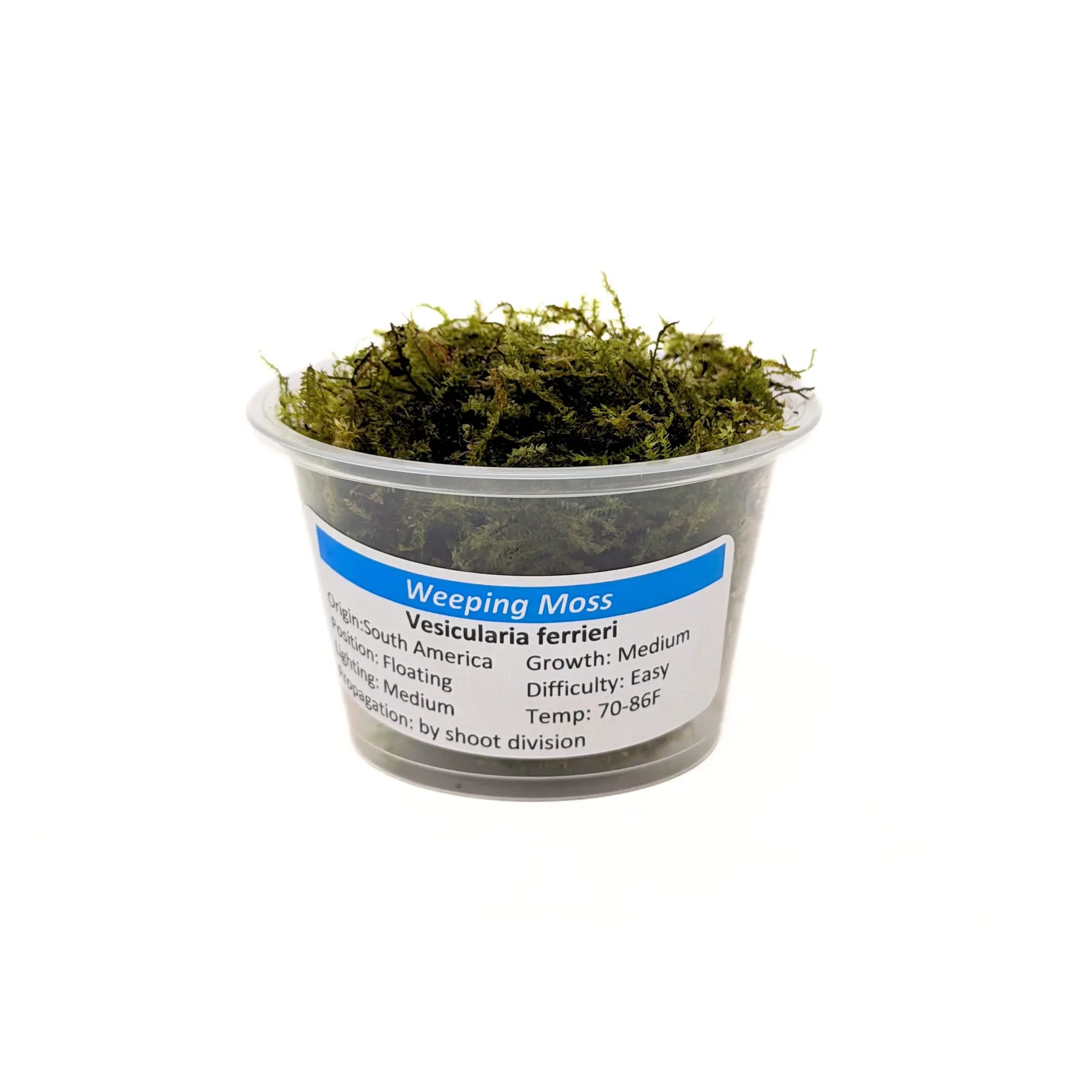 Weeping Moss (Vesicularia ferrieri) live aquarium plant portion in a labeled cup